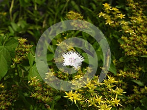 Closeup view of beautiful unidentified flowers