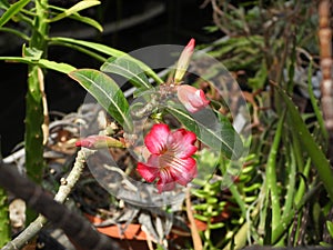 Closeup view of beautiful unidentified flowers