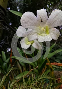 Closeup view of beautiful white colour orchid at the garden