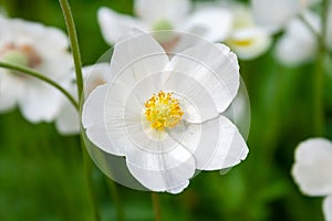 Closeup view of a beautiful white flower of an anemone hupehensis with yellow center on a blurred background of the same flowers