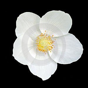 Closeup view of a beautiful white flower of an anemone hupehensis with yellow center isolated on a black background