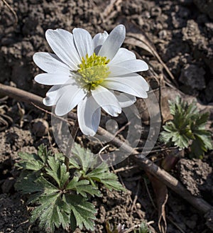 Closeup view of a beautiful white flower of an anemone sylvestris with showered yellow stamens and pollen on a blurred
