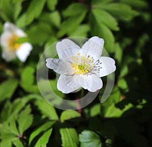 Closeup view of a beautiful white flower of an anemone sylvestris with showered yellow stamens and pollen on a blurred