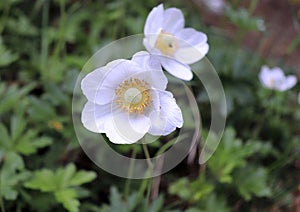 Closeup view of a beautiful white flower of an anemone sylvestris with showered yellow stamens and pollen on a blurred background.