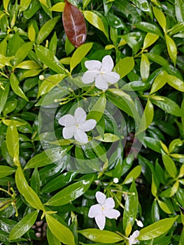 Closeup view of beautiful  White flowers in