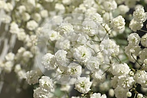 Closeup view of beautiful white gypsophila plant