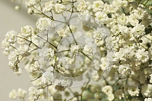 Closeup view of beautiful white gypsophila plant