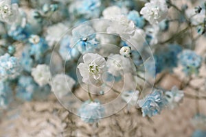 Closeup view of beautiful white and light blue gypsophila flowers