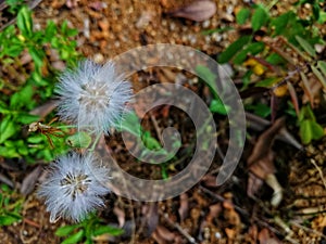 Closeup view of beautiful white plant known as dendalions at the gardens