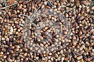 Closeup view of bed of Acorn nuts