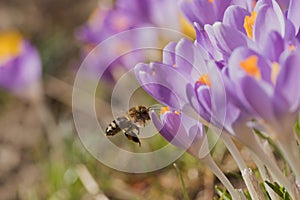 Closeup view of bee arriving to the crocus flower