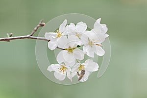 bee collecting nectar on sakura flower (yoshino cherry flower, prunus yedoensis) in springtime season photo