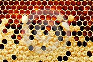 Closeup view of bees,bee larva on honey cells.