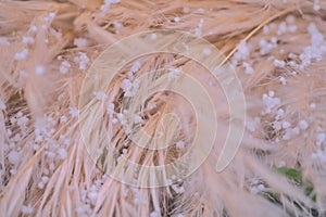 Closeup view of beige pampas grass Cortaderia selloana fibers with snowflakes, Dublin, Ireland