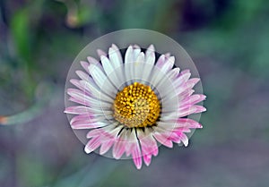 Closeup view of Bellis perennis, lawn daisy, bruisewort