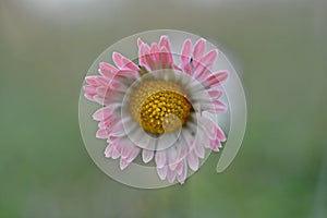 Closeup view of Bellis perennis, lawn daisy, bruisewort