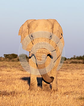 Closeup view of big African Elephant