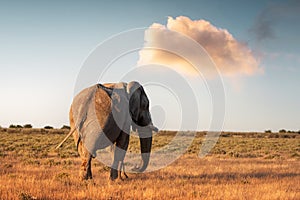 Closeup view of big African Elephant