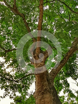 Closeup view of a big tree at the park, nature concept