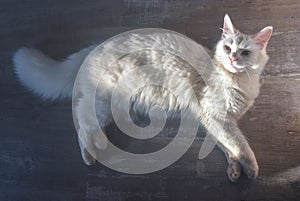 Closeup view of a big white cat with long whiskers and pointed ears lying on gray floor