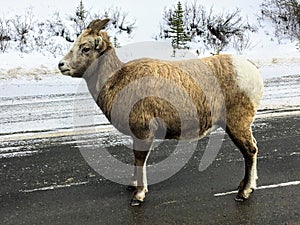 A closeup view of a bighorn sheep, also known as Ovis canadensis, walking along the highway on a winter day in Jasper