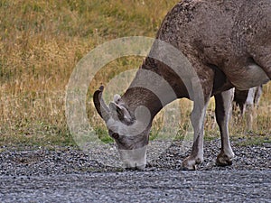 Closeup view of bighorn sheep with brown fur licking stones on a remote gravel road in Kananaskis Country, Canada.