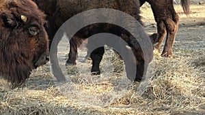 Closeup view of bison eating dry grass