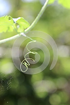 Closeup view of a bitter gourd tangled root