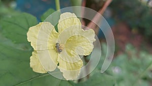 closeup view of a bitter guard flowerr , beeon the flower helping polination