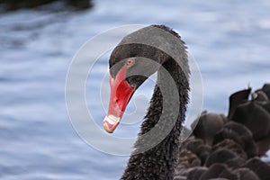 Closeup view of a black swan swimming in a river