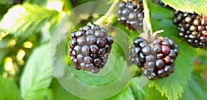 Closeup view of blackberry fruit