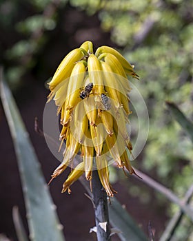 Closeup view of a bloom of Aloe vera with honeybees in the Jardin Majorelle in Marrakesh, Morocco.