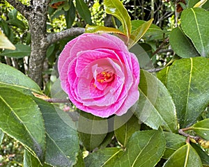 Closeup view of a bloom of Camellia japonica in the Gardens of the Villa Carlotta in Tremezzo on Lake Como.