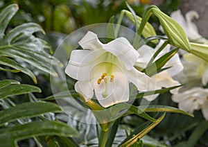 Closeup view of a bloom of Easter lily, lilium longiflorum, inside the Jewel Box in Forest Park in Saint Louis, Missouri.