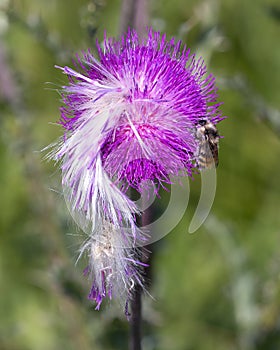 Closeup view of a bloom of Nodding thistle, carduus nutans, with a bumblebee feeding in Edwards, Colorado.