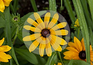 Closeup view of a bloom of Rudbeckia hirta, commonly called black-eyed Susan in a garden in Edwards, Colorado.