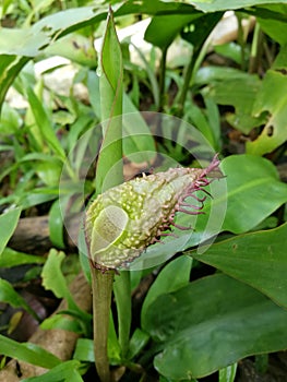 Closeup view of blooming Cryptocoryne ciliata Java