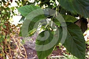 Closeup view of blooming red hibiscus flower leafs bud