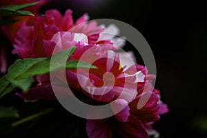 A closeup view of blooming red peony flower