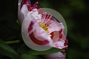 A closeup view of blooming red peony flower