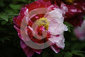 A closeup view of blooming red peony flower