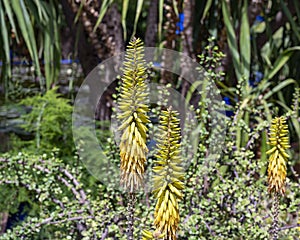 Closeup view of blooms of Aloe vera in the Jardin Majorelle in Marrakesh, Morocco.