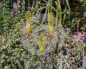 Closeup view of blooms of Aloe vera in the Jardin Majorelle in Marrakesh, Morocco.