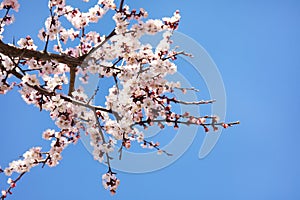 Closeup view of blossoming apricot tree on sunny day. Springtime