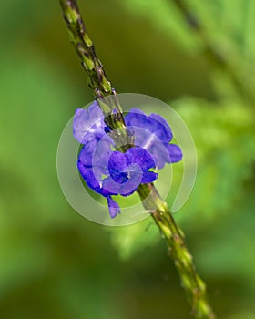 Closeup view of a blue bloom of Stachytarpheta jamaicensis on the Island of Maui in the State of Hawaii.