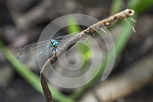 Blue dragonfly perching on plant