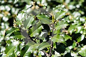 Closeup view of a `Blue Princess` shrub