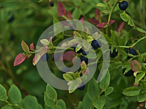 Closeup view of blueberry bush with blue colored berries and green leaves on HinnÃ¸ya island, VesterÃ¥len, Norway.