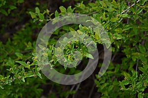 Branch of a tree with burgeons