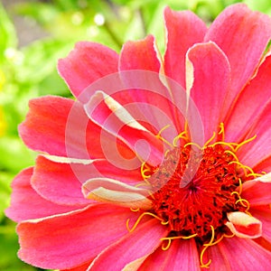 A closeup view of a bright pink Zinnia flower